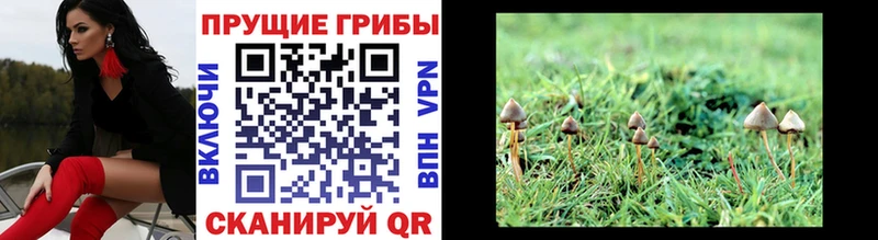 Псилоцибиновые грибы Cubensis  Можайск 